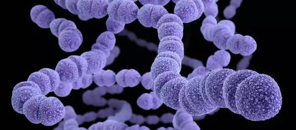 > 健康信息 > 健康资讯除了高死亡率,侵袭性肺炎球菌还可能导致孩子